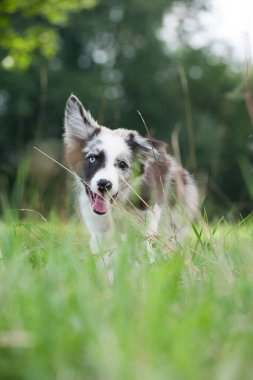 Border collie köpek yavrusu yaz çayırında