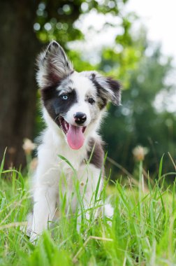 Border collie köpek yavrusu yaz çayırında