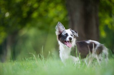 Border collie köpek yavrusu yaz çayırında