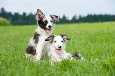 Border collie köpek yavrusu yaz çayırında