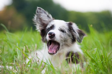 Border collie köpek yavrusu yaz çayırında