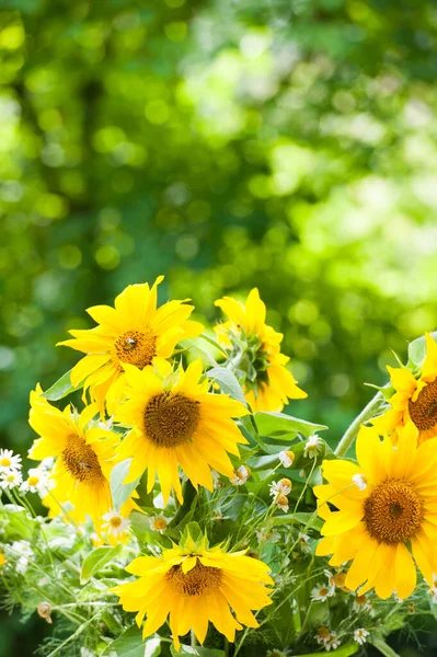 Sonnenblumen Einem Eimer Auf Natur Hintergrund — Stockfoto