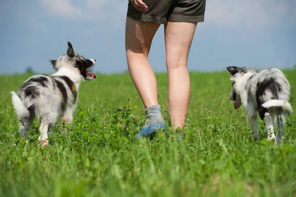 Chiot Border Collie Avec Propriétaire Dans Une Prairie Été — Photo