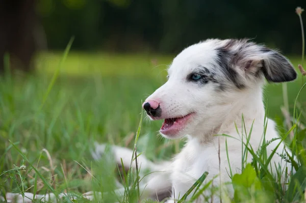夏の牧草地でのボーダーコリー子犬 — ストック写真