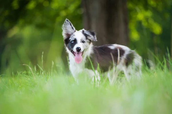 Cachorrinho Collie Fronteira Prado Verão — Fotografia de Stock