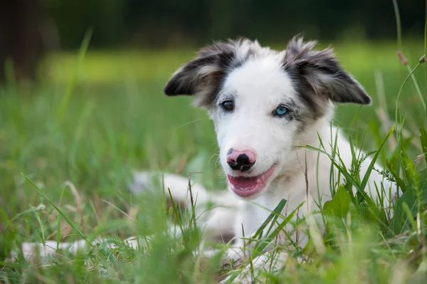 Grens Collie Puppy Een Zomer Weide — Stockfoto