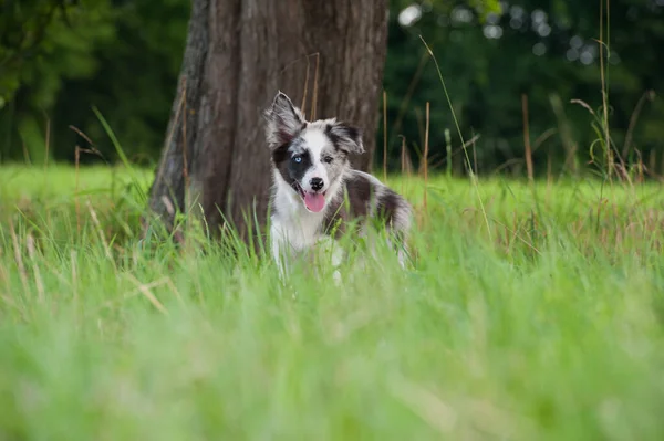 Cachorrinho Collie Fronteira Prado Verão — Fotografia de Stock