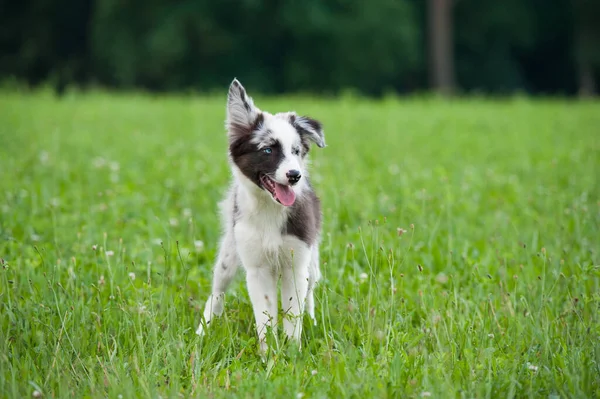 夏の牧草地でのボーダーコリー子犬 — ストック写真