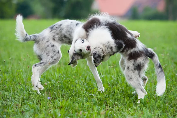 Frontera Collie Cachorros Jugando Verano Prado — Foto de Stock