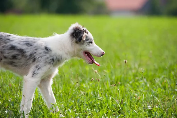 Grens Collie Puppy Een Zomer Weide — Stockfoto