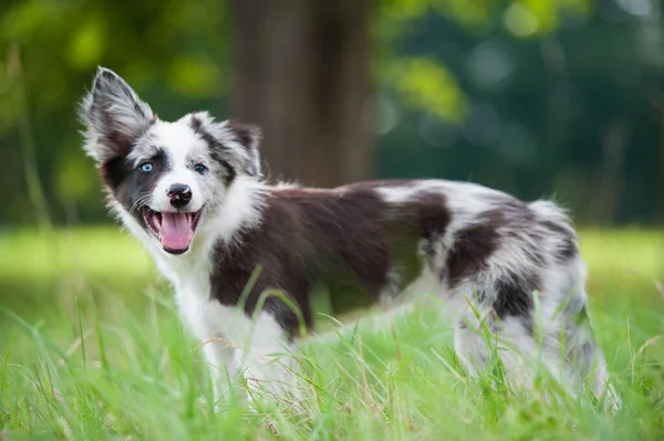 Frontera Collie Cachorro Verano Prado —  Fotos de Stock