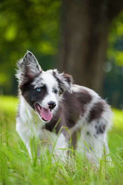 Border Collie Welpe Auf Einer Sommerwiese — Stockfoto