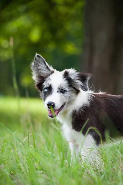 Cachorrinho Collie Fronteira Prado Verão — Fotografia de Stock