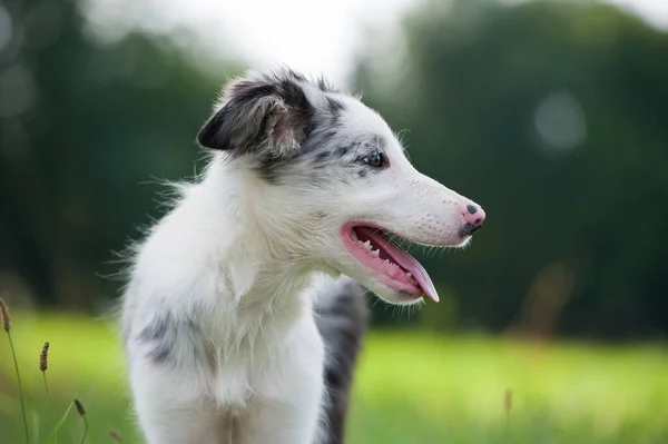 Határ Collie Kiskutya Egy Nyári Réten — Stock Fotó