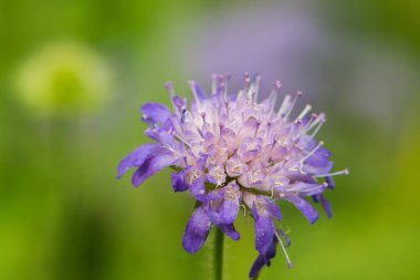 Doğayla iç içe yaz çiçekleri.