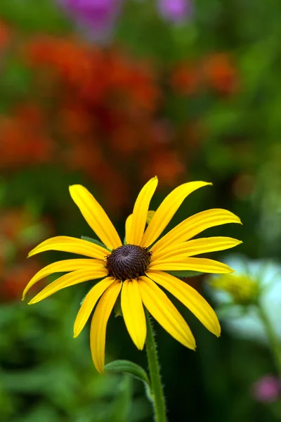 Flores Verano Con Fondo Natural —  Fotos de Stock