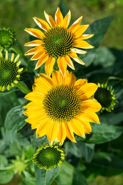 Bunte Echinacea Blume Garten — Stockfoto