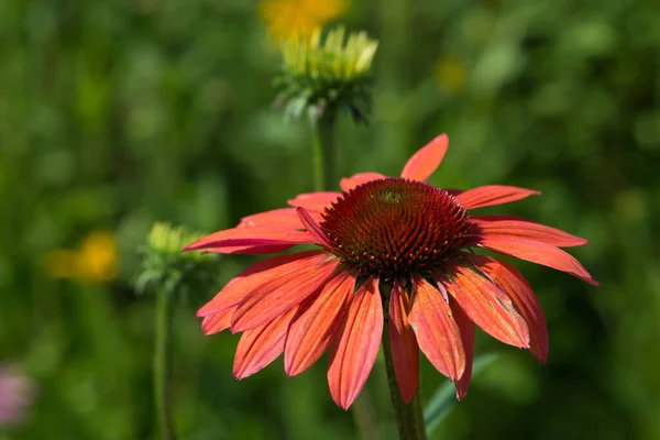 Bahçedeki Renkli Ekinezya Çiçeği — Stok fotoğraf