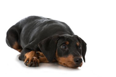 Alman pinscher köpek yavrusu beyazda izole edilmiş.