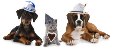 Oktoberfest 'te yavru köpekler ve kediler