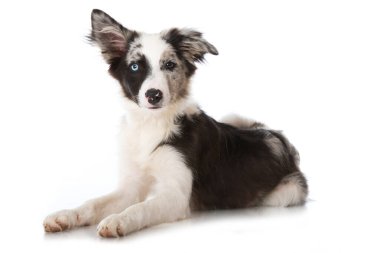 Genç sınır köpeği beyazda izole edilmiş.