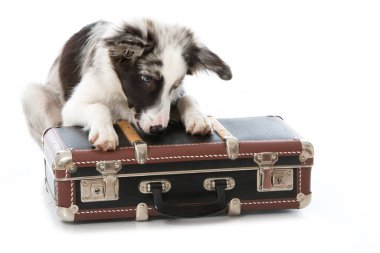 Bavullu köpek yavrusu beyaza izole edilmiş.