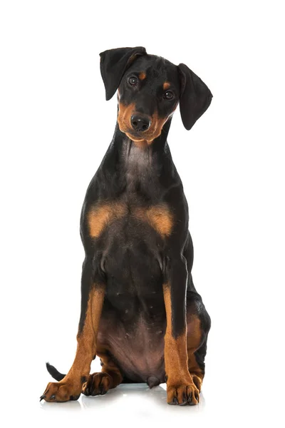 Cachorro Pinscher Alemán Aislado Blanco — Foto de Stock