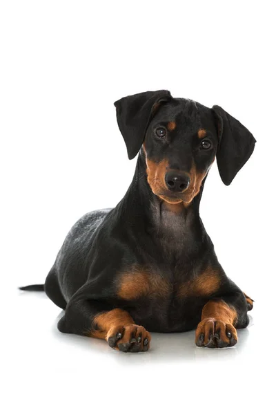 Cachorro Pinscher Alemán Aislado Blanco — Foto de Stock