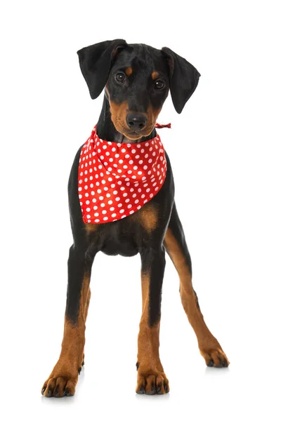 Pinscher Puppy Met Een Bandana — Stockfoto