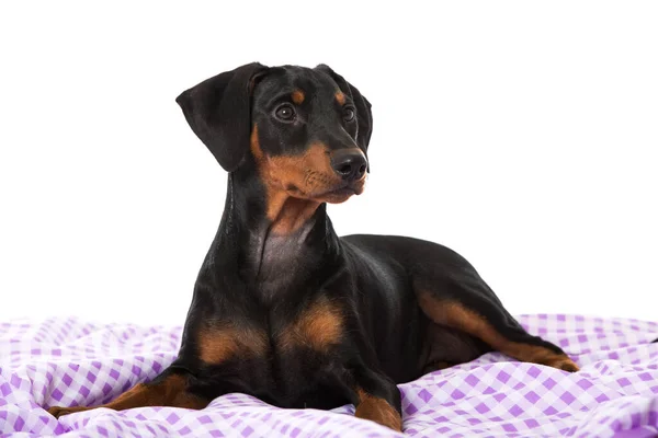 Pinscher Cachorro Cama — Foto de Stock