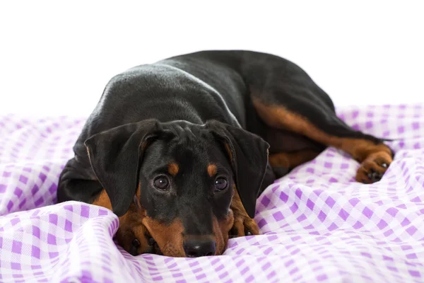 Pinscher Szczeniak Łóżku — Zdjęcie stockowe