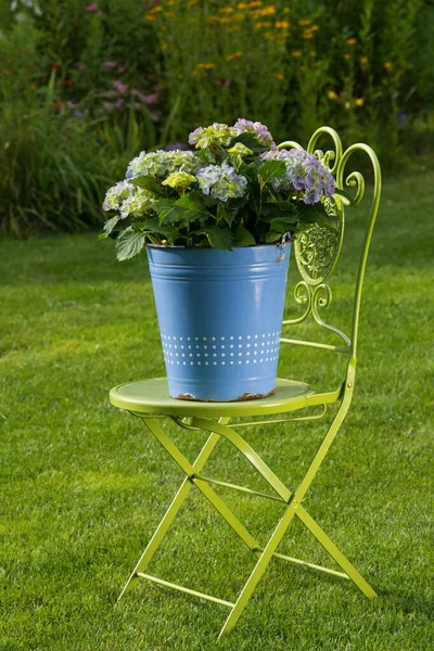 Trädgårdsstol Med Hortensia Trädgård — Stockfoto