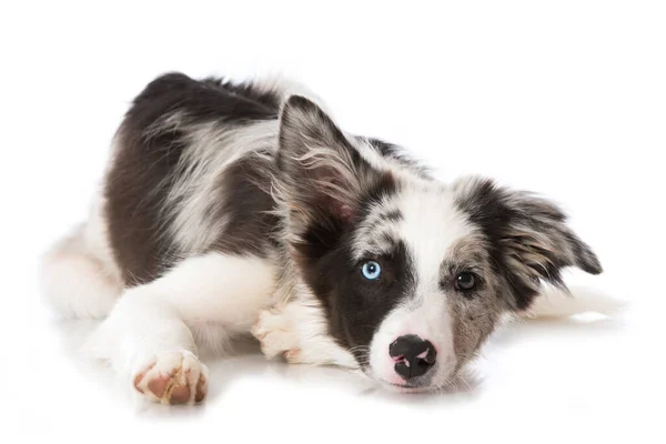 白で隔離された若いボーダーコリー犬 — ストック写真