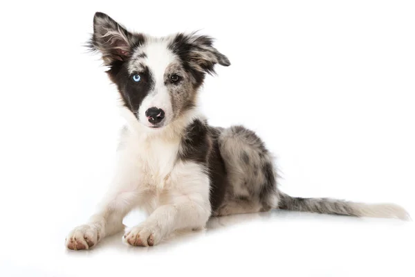 Jonge Border Collie Hond Geïsoleerd Wit — Stockfoto