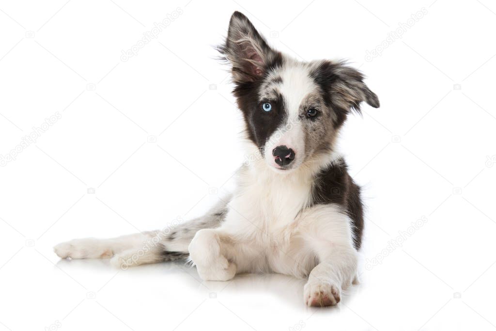 Young border collie dog isolated on white