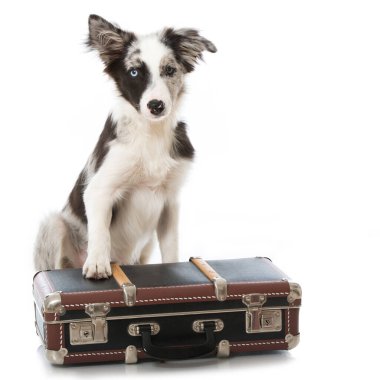 Bavullu köpek yavrusu beyaza izole edilmiş.