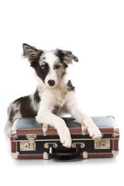 Bavullu köpek yavrusu beyaza izole edilmiş.