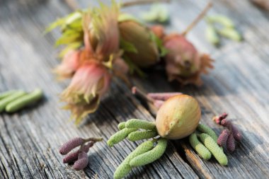 Ahşap arka planda fındıklar