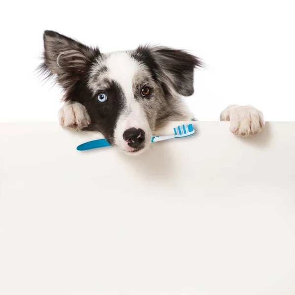 Young Border Collie Toothbrush Looking Wall — Stock Photo, Image