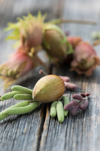 Hazelnut Pada Latar Belakang Kayu — Stok Foto