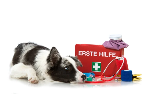 Young Border Collie First Aid Kit Stock Image