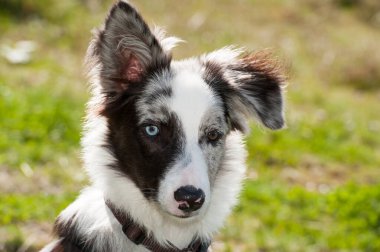 Gölde genç bir çoban köpeği