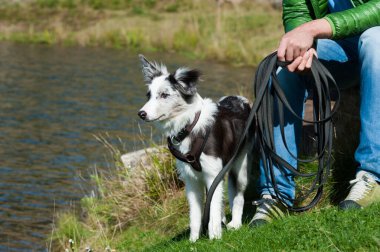 Gölde genç bir çoban köpeği