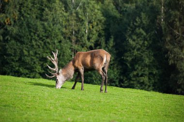 Açıklıktaki bir geyik