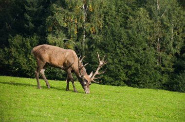 Açıklıktaki bir geyik