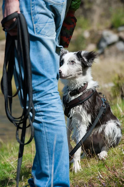 Jonge Border Collie Hond Bij Een Meer — Stockfoto