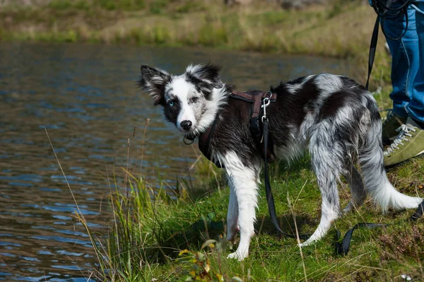 Gölde genç bir çoban köpeği