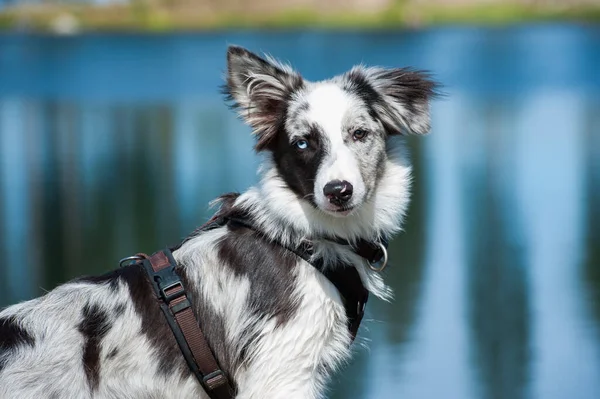 Ung Border Collie Hund Ved - Stock-foto