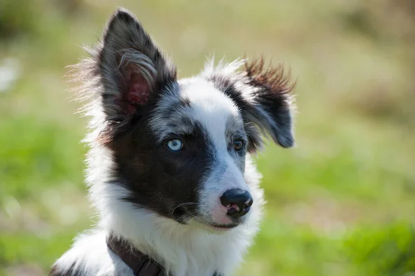 Joven Frontera Collie Perro Lago —  Fotos de Stock