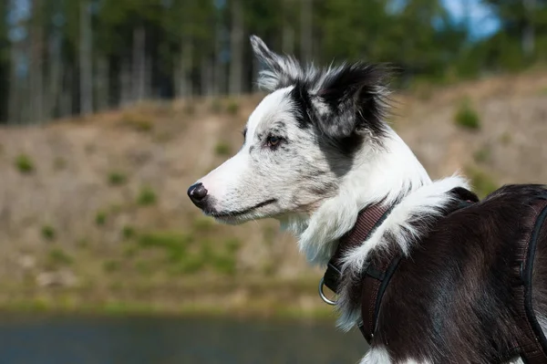 Jonge Border Collie Hond Bij Een Meer — Stockfoto